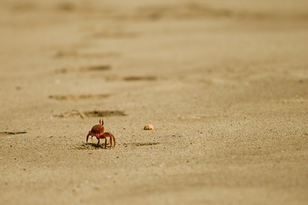 Crab on the beachの写真素材