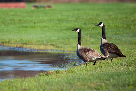 two goose on the water male and femaleの写真素材