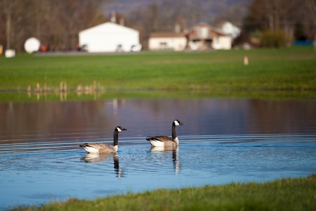two goose on the water male and femaleの写真素材