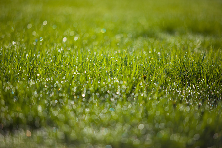 grass with water drops close upの写真素材