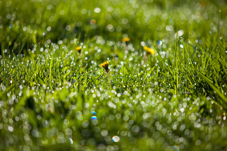 grass with water drops close upの写真素材