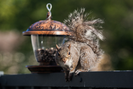 Eating squirrel with feeder close upの写真素材