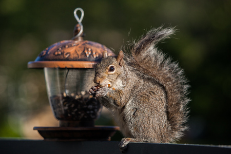 Eating squirrel with feeder close upの写真素材
