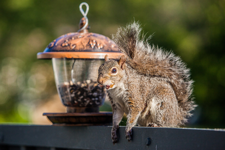 Eating squirrel with feeder close upの写真素材