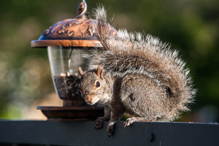 Eating squirrel with feeder close upの写真素材