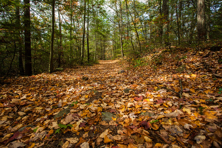 Autumn forest hiking path with leafsの写真素材