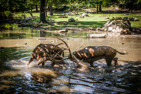 Deer fight in the riverの写真素材