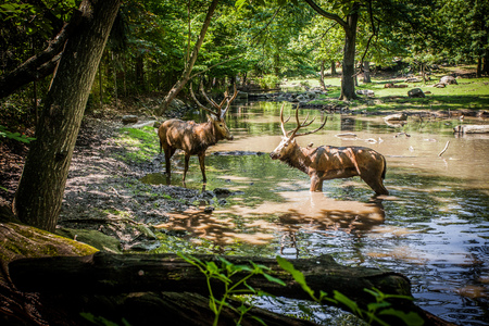 Deer fight in the riverの写真素材