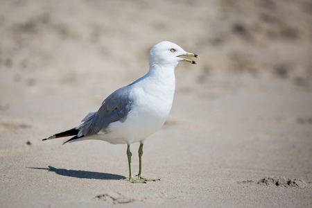 seagul at the beach sandの写真素材