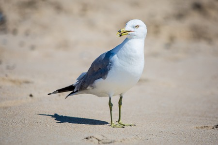 seagul at the beach sandの写真素材
