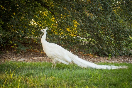 white peacock on the grassの写真素材