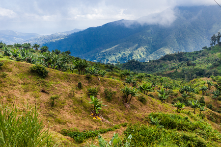 Jamaica blue mountains coffe growの写真素材