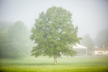 single tree in the fogの写真素材