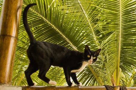 Tropical Cat with palm leafsの写真素材