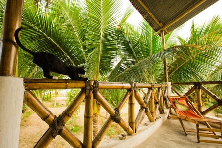 Tropical Cat with palm leafsの写真素材