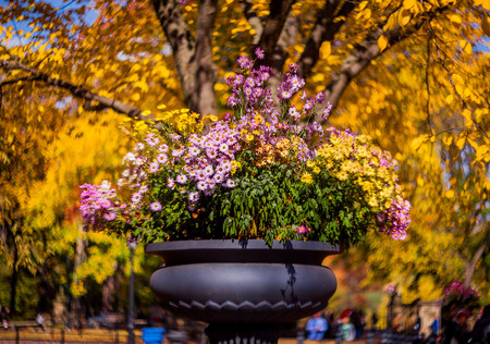 Autumn colorsの写真素材