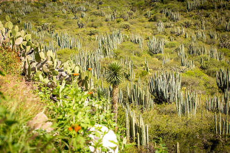 Dry Desert at daylight with cactusesの写真素材