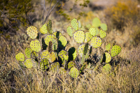 Dry Desert at daylight with cactusesの写真素材