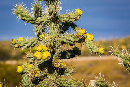 Dry Desert at daylight with cactuses insummer