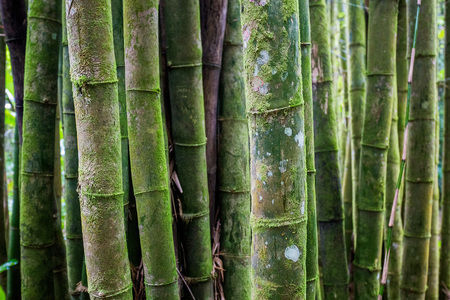 Old bamboo tree forest texture close upの写真素材