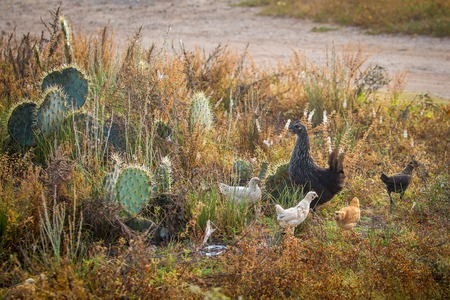 Mother han with chicken on the roadの写真素材
