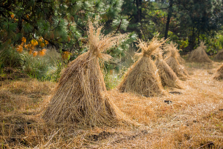 Stacks of hay on a sunny day heap cutの写真素材