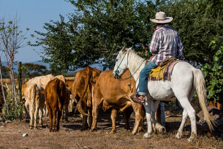 Cowboy with cattle on a horse at daylightの写真素材
