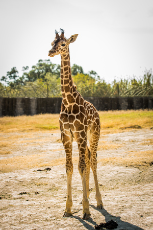Yong baby giraffe looking at the cameraの写真素材