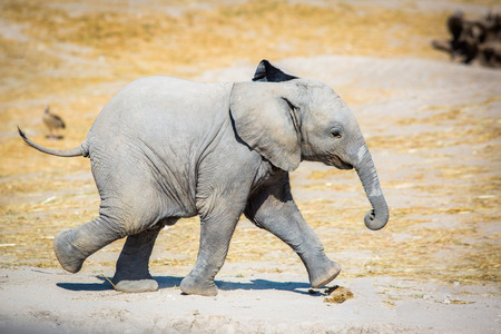 Baby elephant running sideways cute and smallの写真素材