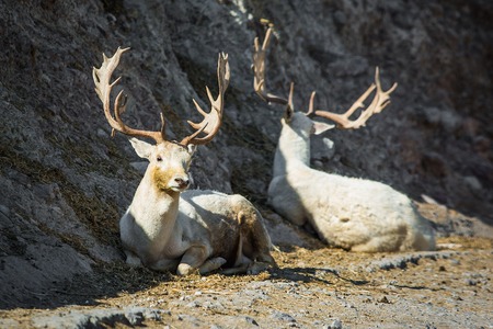 Beautiful male deer with horns in the wild