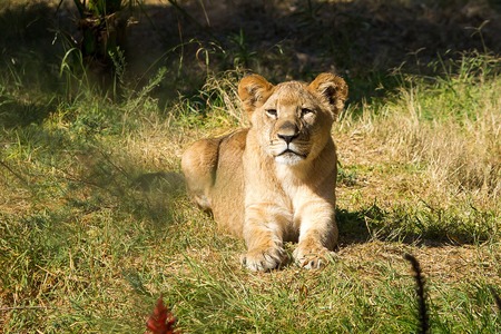 Single young lion lying on the grassの写真素材