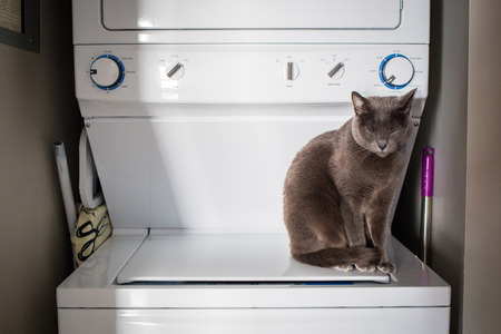 Pet friendly home washing machineの写真素材