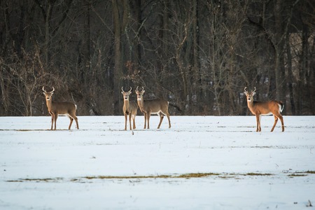 Group of young deer in the forest in winterの写真素材