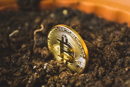 Symbolic golden coin of bitcoin crypto currency growing in soilの写真素材