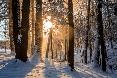 Winter sunrise forest snow with warm orange lightの写真素材