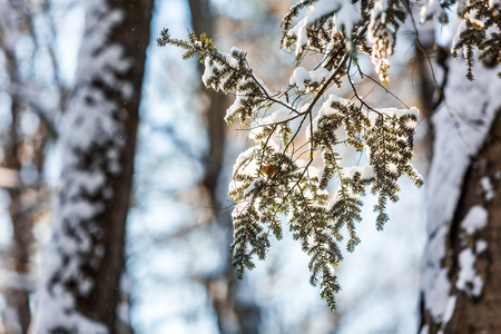 Winter sunrise forest snow with warm orange lightの写真素材
