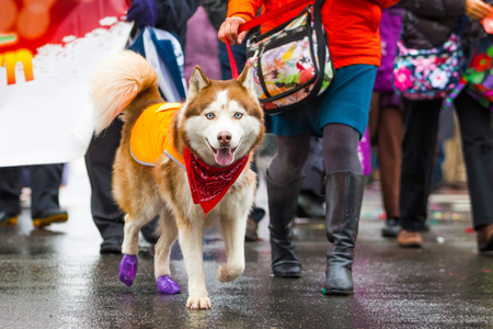 Street walking husky dog on a leash during rain dayの写真素材