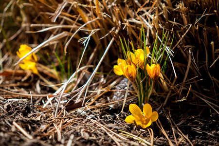 Beautiful spring snowdrop flowers bloom isolated