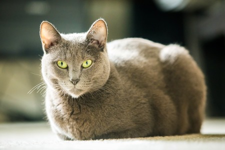 Beautiful russian blue cat close up at daylightの写真素材
