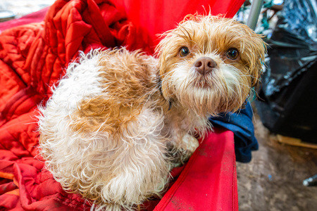 Adorable wet terrier after a rainy dayの写真素材