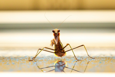 Cute smiling mantis praying in the summer rainの写真素材