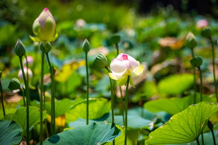 Giant pink water lily blooms on the lakeの写真素材