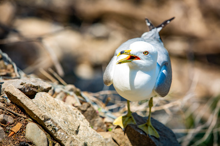 Angry seagull staring at you with open mouthの写真素材