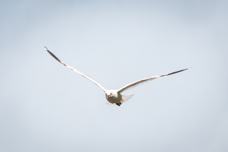 Summer seagull flying in the sky at dayの写真素材