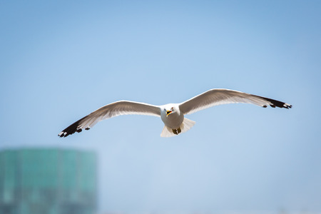 Summer seagull flying in the sky at dayの写真素材