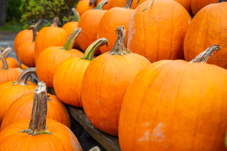 Pumpkins at country farmers market for holidaysの写真素材