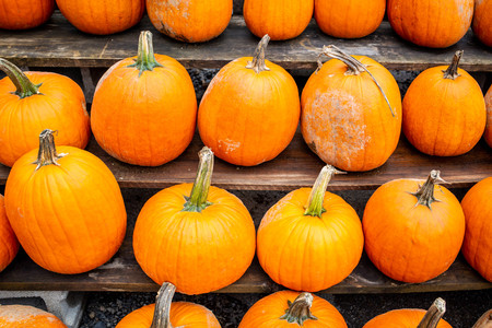 Pumpkins at country farmers market for holidaysの写真素材