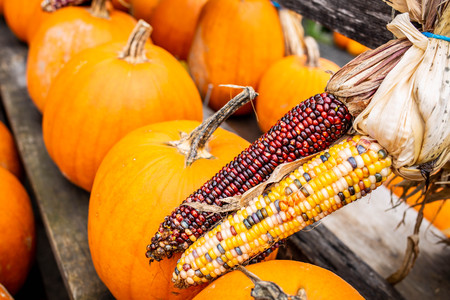 Pumpkins at country farmers market for holidaysの写真素材