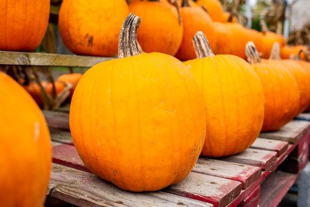 Pumpkins at country farmers market for holidaysの写真素材