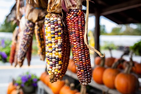 Pumpkins at country farmers market for holidaysの写真素材